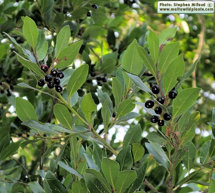 bay leaf 1