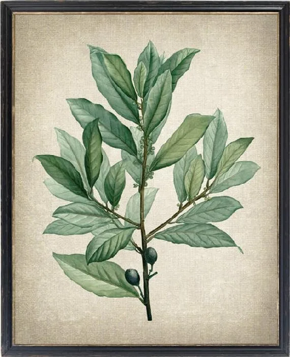 bay leaf flower 1