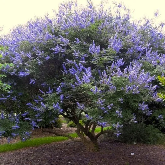 chaste tree 1