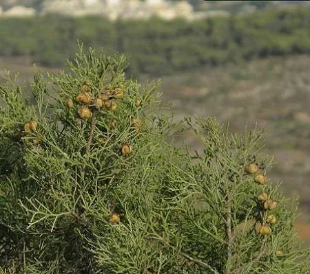 gharghar 1