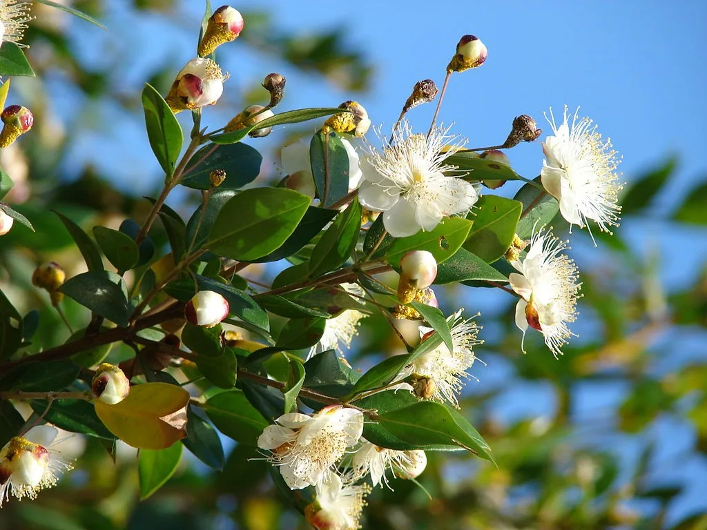 myrtle flower 1