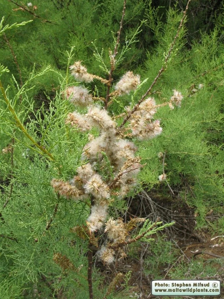 tamarix 1