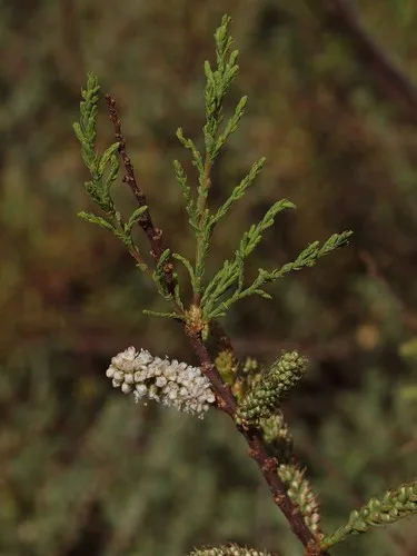 tamarix flower 1